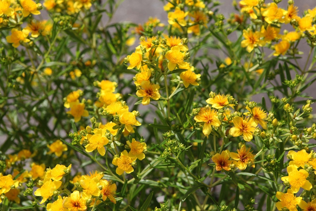 HYPERICUM KALMIANUM PROVEN WINNERS® SUNNY BOULEVARD