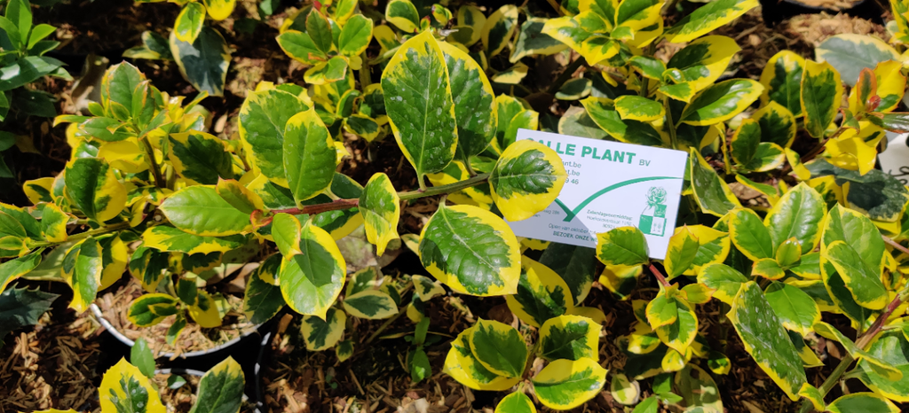 ILEX ALTACLERENSIS 'GOLDEN KING'