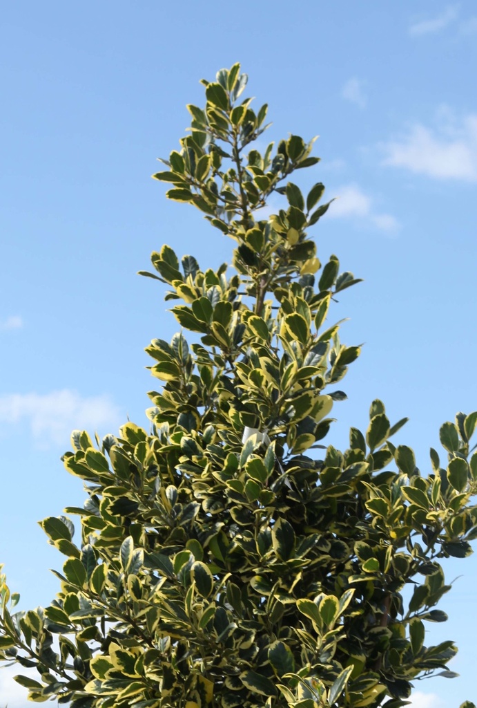 ILEX ALTACLERENSIS 'GOLDEN KING'
