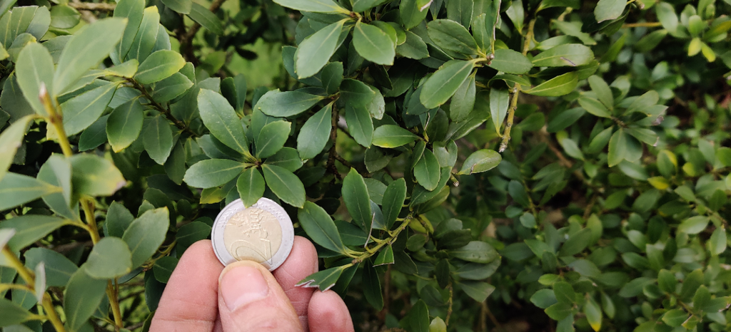 ILEX MAXIMOWICZIANA 'KANEHIRAE'
