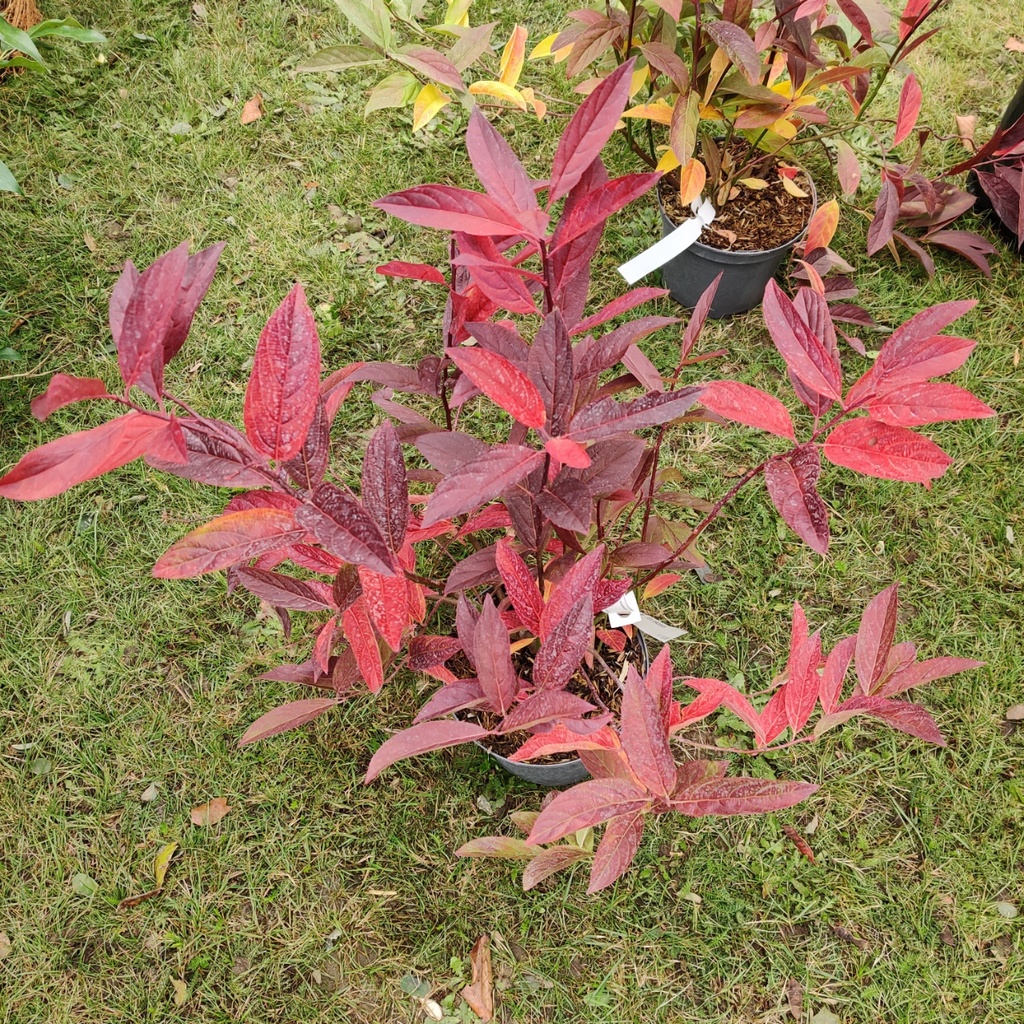 [IVI3] ITEA VIRGINICA (Pot 3 liter, 40-50 cm)