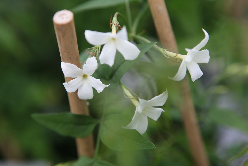JASMINUM OFFICINALE