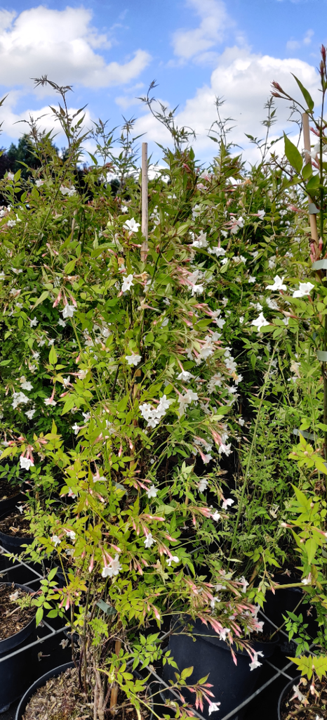 [JOF3] JASMINUM OFFICINALE (Pot 2 liter, 50-60 cm)