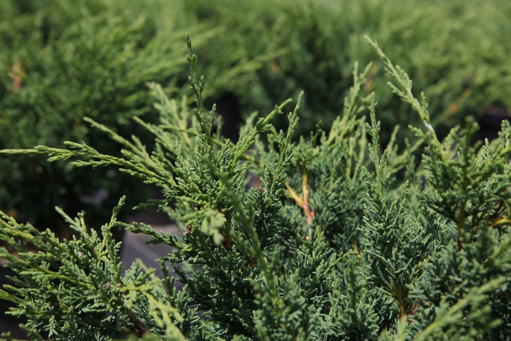 JUNIPERUS CHINENSIS 'BLAAUW'