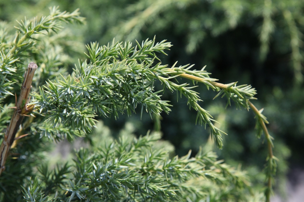 [JCBAL30] JUNIPERUS CHINENSIS 'BLUE ALPS' (Pot 3 liter, 30-40 cm)
