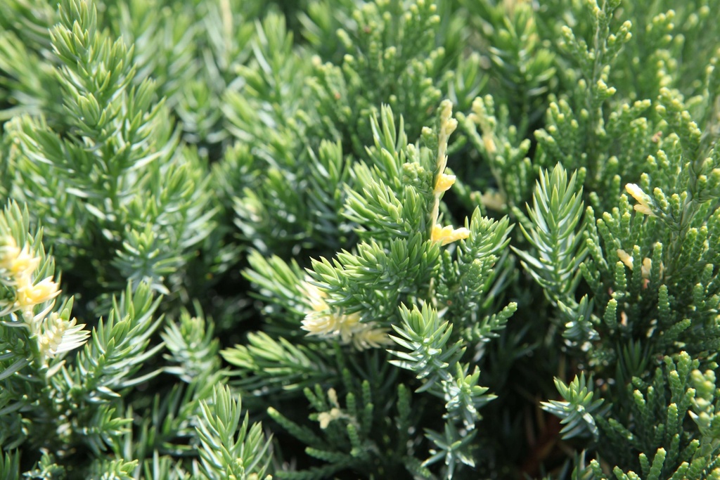 JUNIPERUS CHINENSIS 'EXPANSA VARIEGATA'