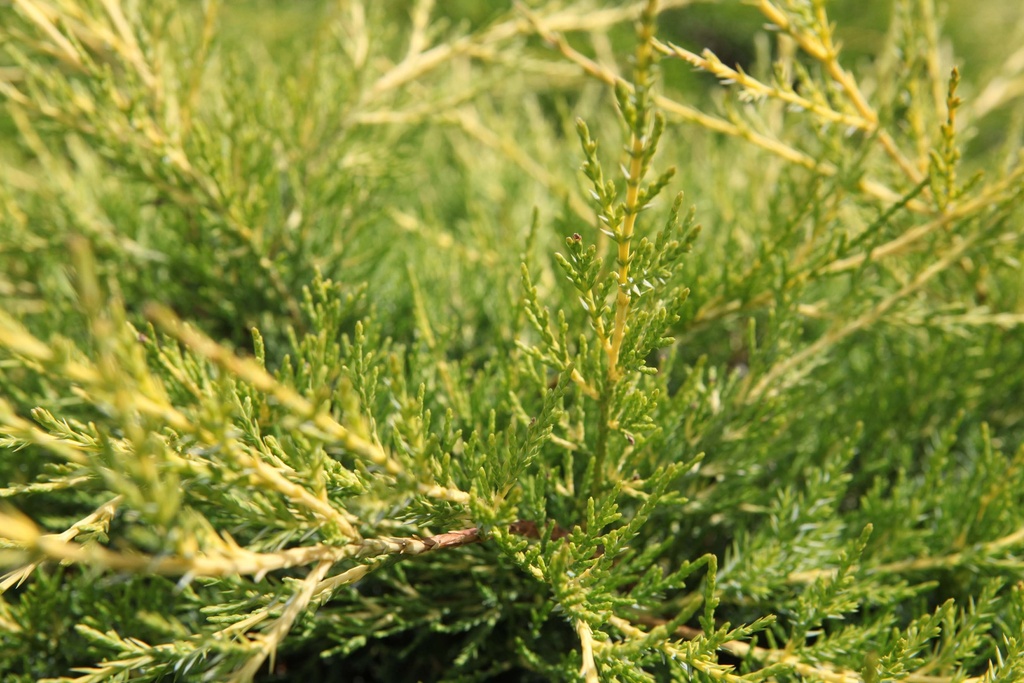 JUNIPERUS CHINENSIS 'KURIWAO GOLD'