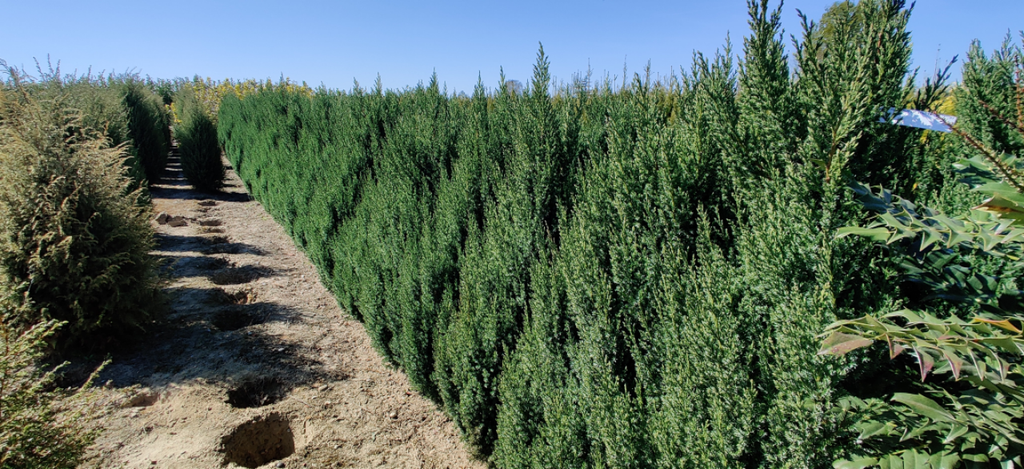 [JCST40] JUNIPERUS CHINENSIS 'STRICTA' (Pot 3 liter, 40-50 cm)