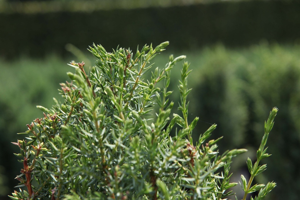 JUNIPERUS COMMUNIS 'ARNOLD'