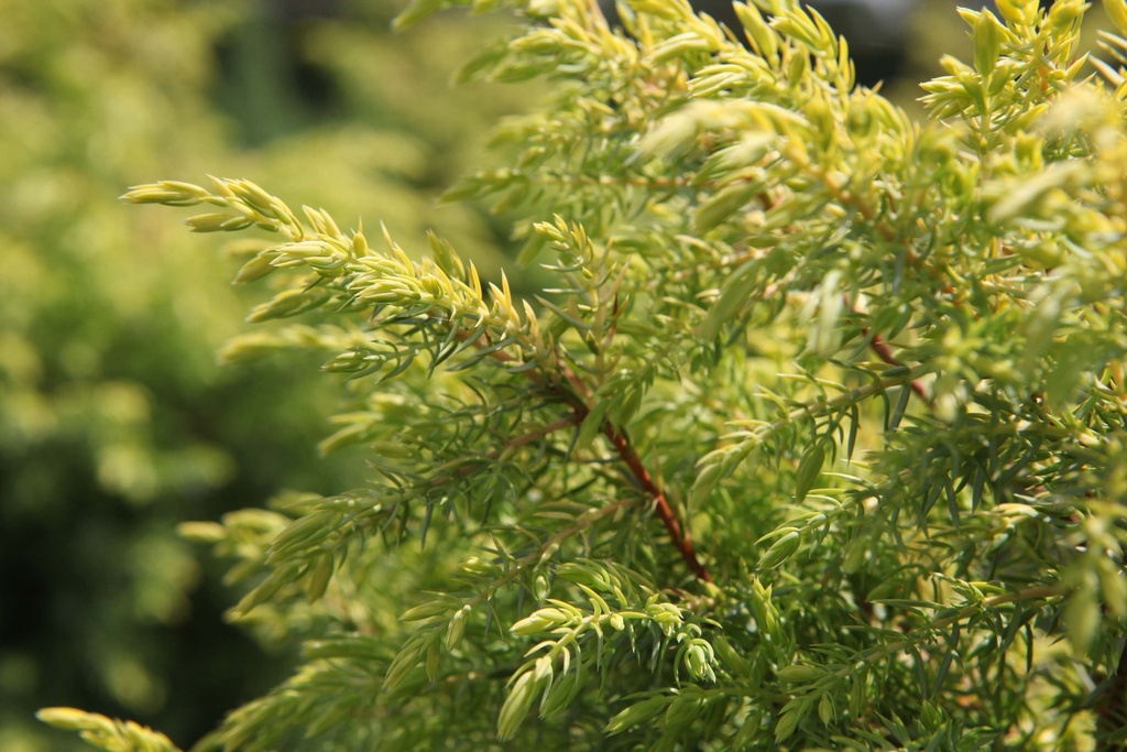 JUNIPERUS COMMUNIS 'GOLD CONE'