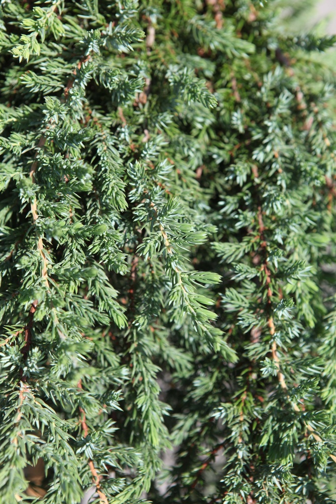 JUNIPERUS COMMUNIS 'GREEN MANTLE'
