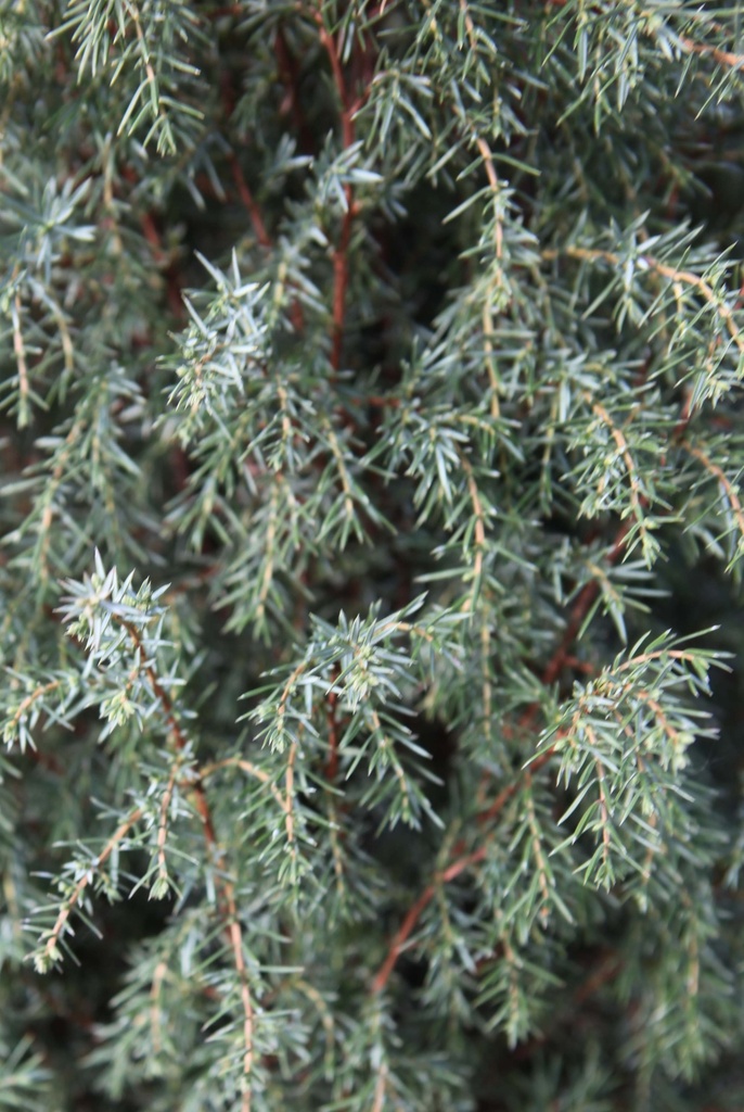 JUNIPERUS COMMUNIS 'HIBERNICA'