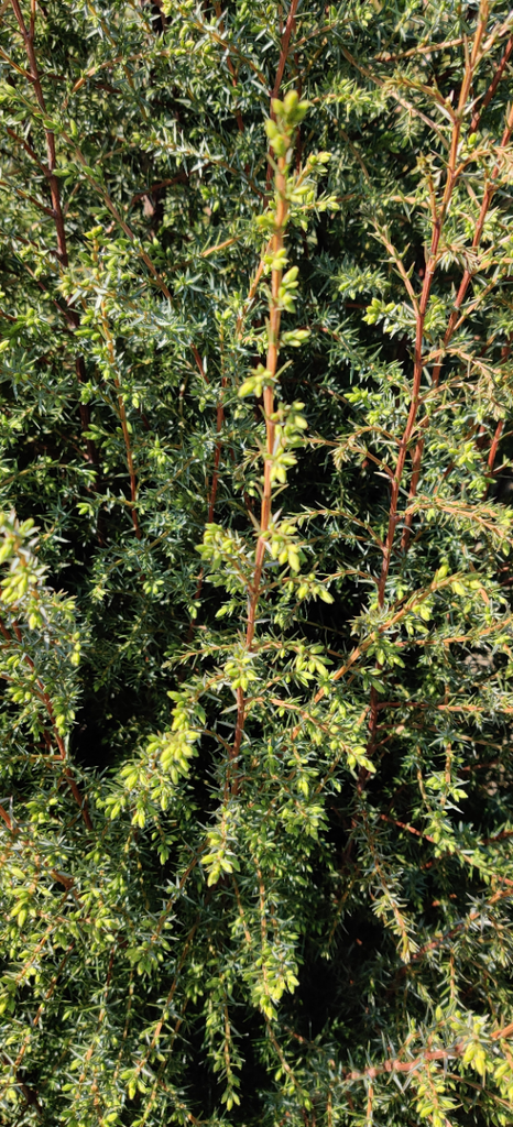 [JCHI60] JUNIPERUS COMMUNIS 'HIBERNICA' (Pot 7 litres, 60-80 cm)