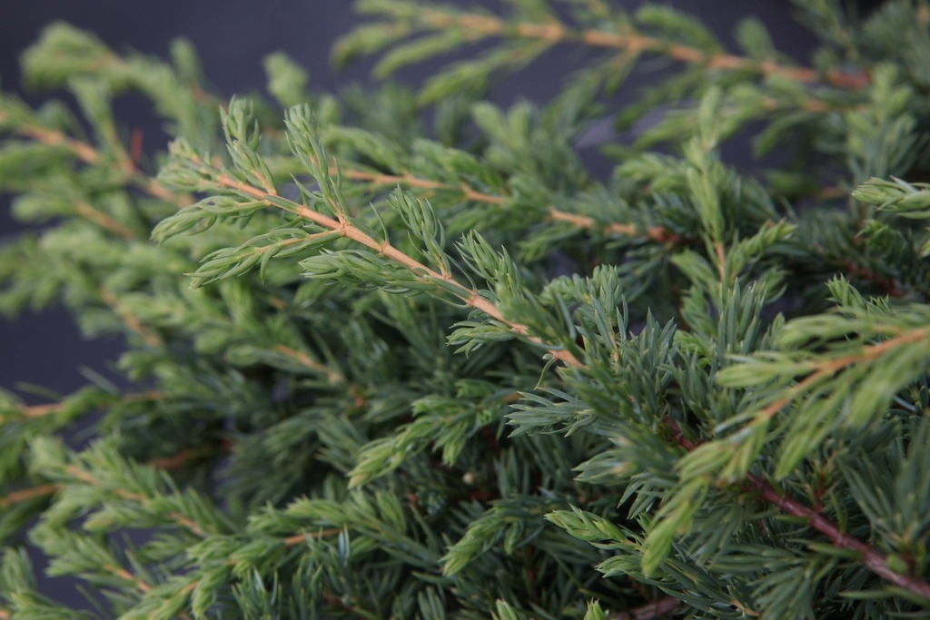 JUNIPERUS COMMUNIS 'REPANDA'