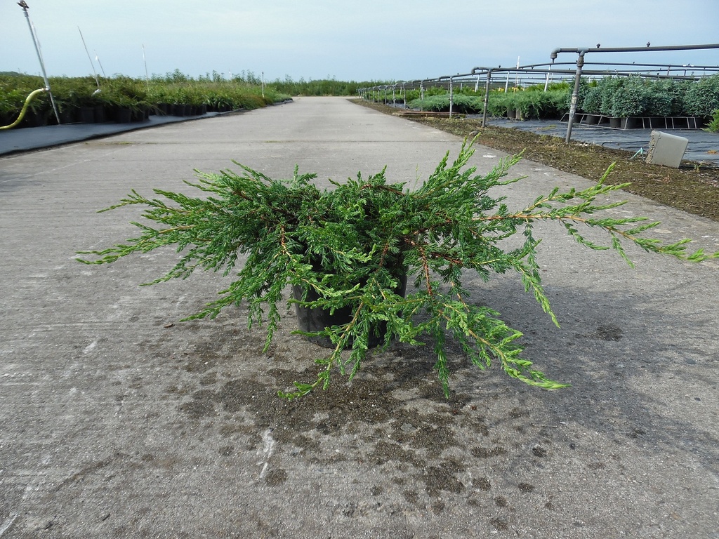 [JCRE30] JUNIPERUS COMMUNIS 'REPANDA' (Pot 3 litres, 30-40 cm)