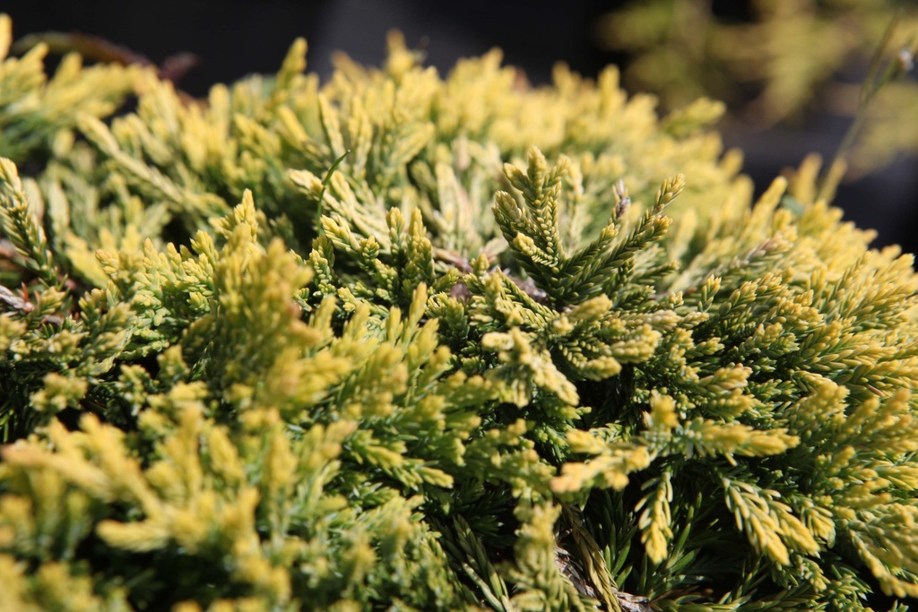 JUNIPERUS HORIZONTALIS 'GOLDEN CARPET'