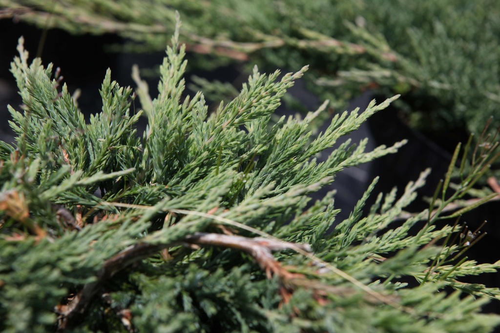 JUNIPERUS HORIZONTALIS 'JADE RIVER'