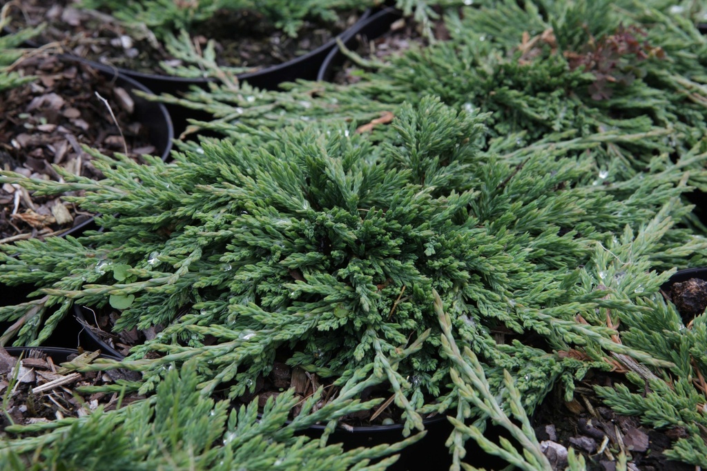 JUNIPERUS HORIZONTALIS 'PANCAKE'