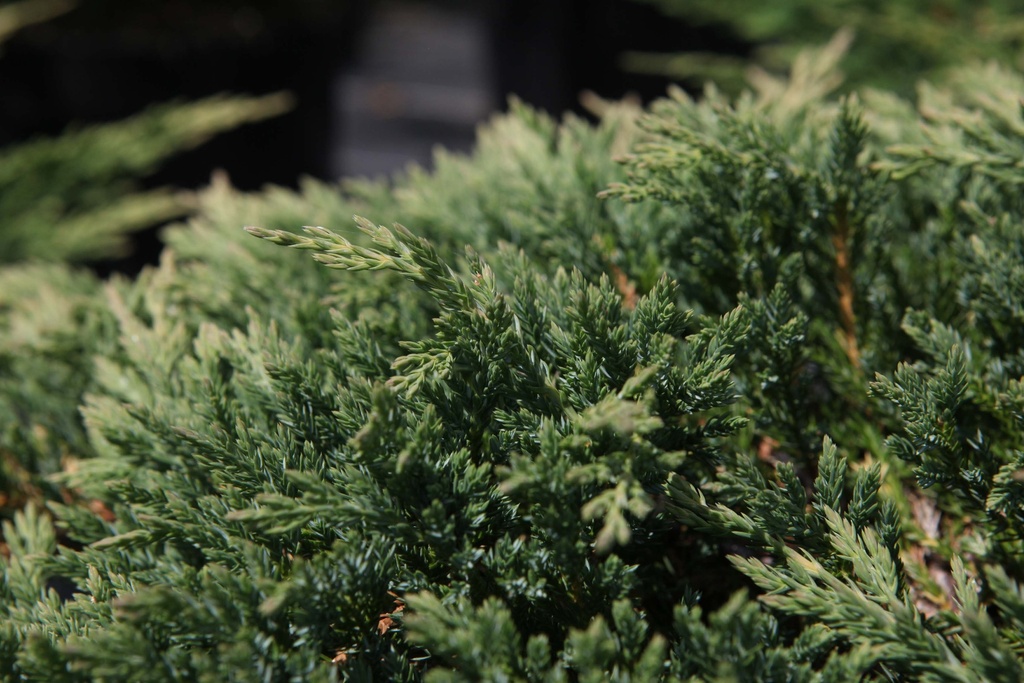 JUNIPERUS HORIZONTALIS 'PRINCE OF WALES'