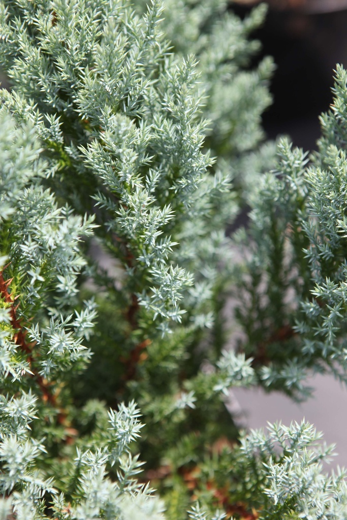 JUNIPERUS PFITZERIANA 'BLUE CHIFFON'