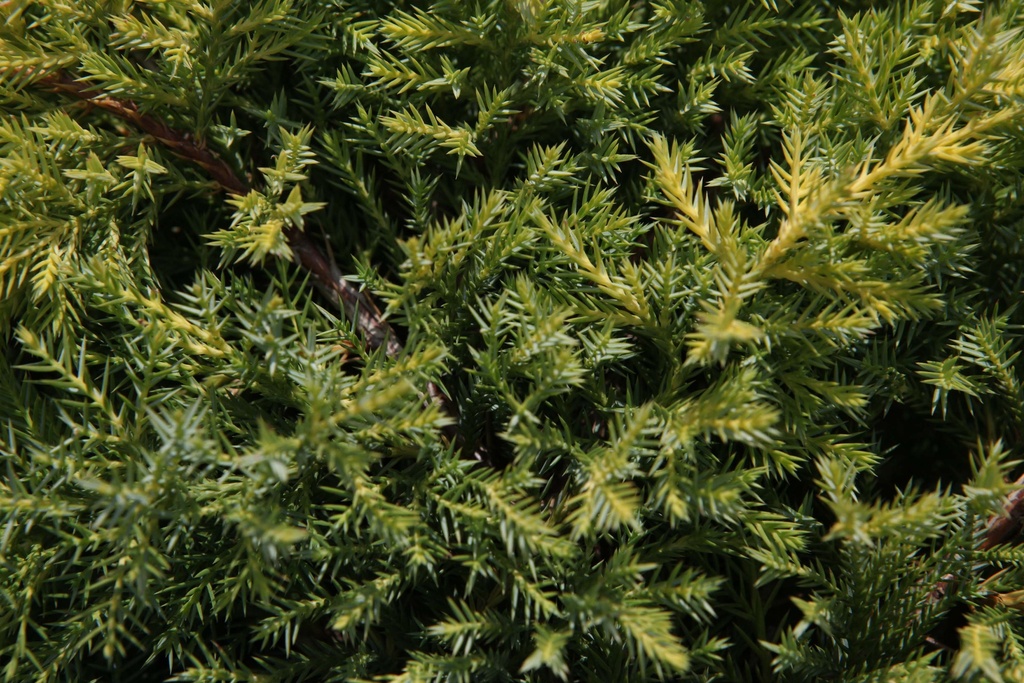 JUNIPERUS PFITZERIANA 'GOLDKISSEN'
