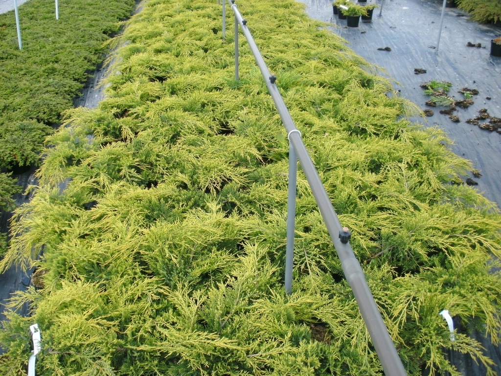 JUNIPERUS PFITZERIANA 'OLD GOLD'
