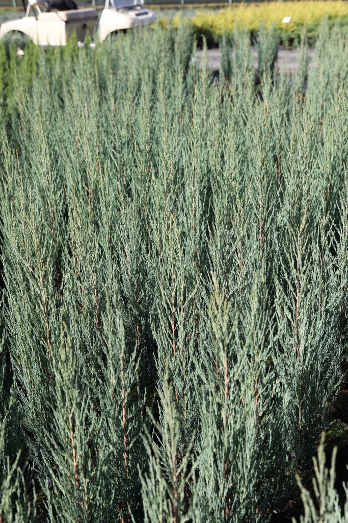 JUNIPERUS SCOPULORUM 'BLUE ARROW'