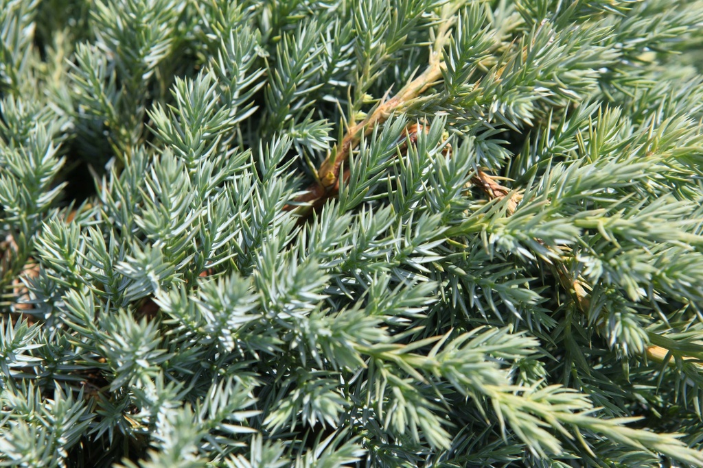 JUNIPERUS SQUAMATA 'BLUE CARPET'