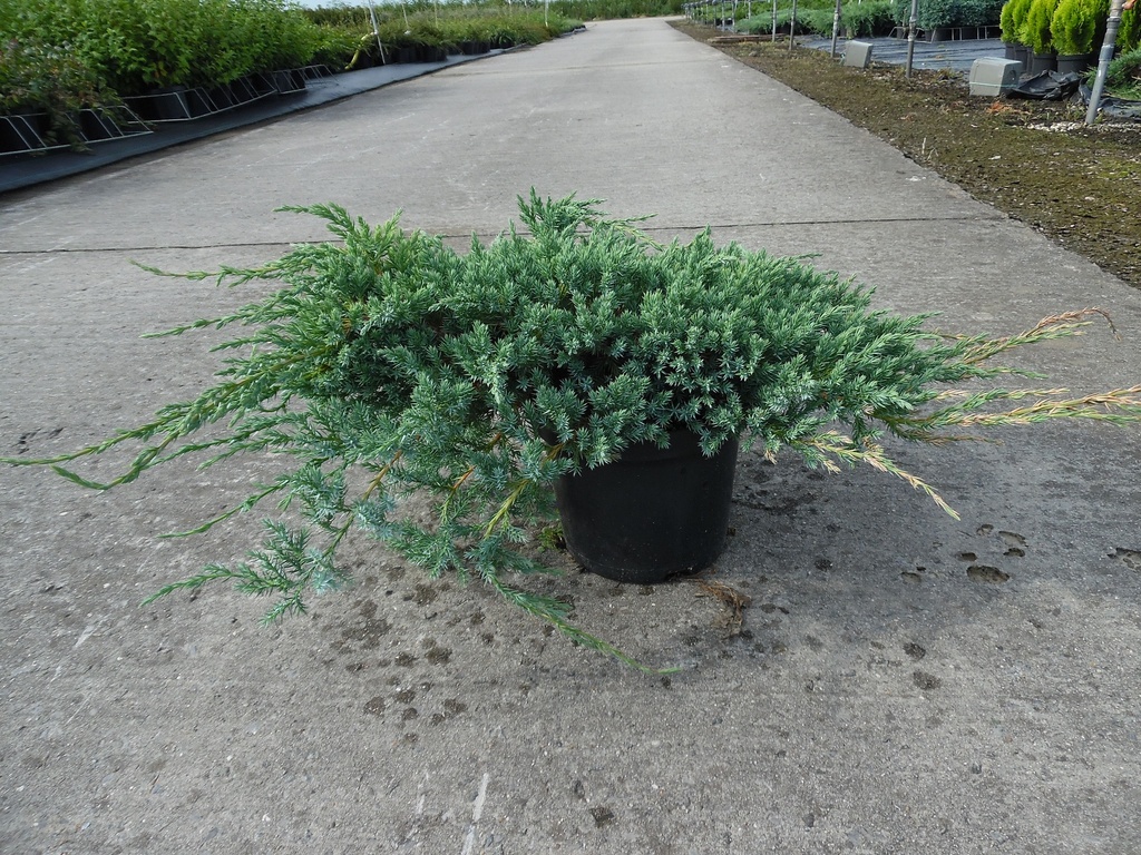 [JSBCA80] JUNIPERUS SQUAMATA 'BLUE CARPET' (Pot, 80-100 cm)
