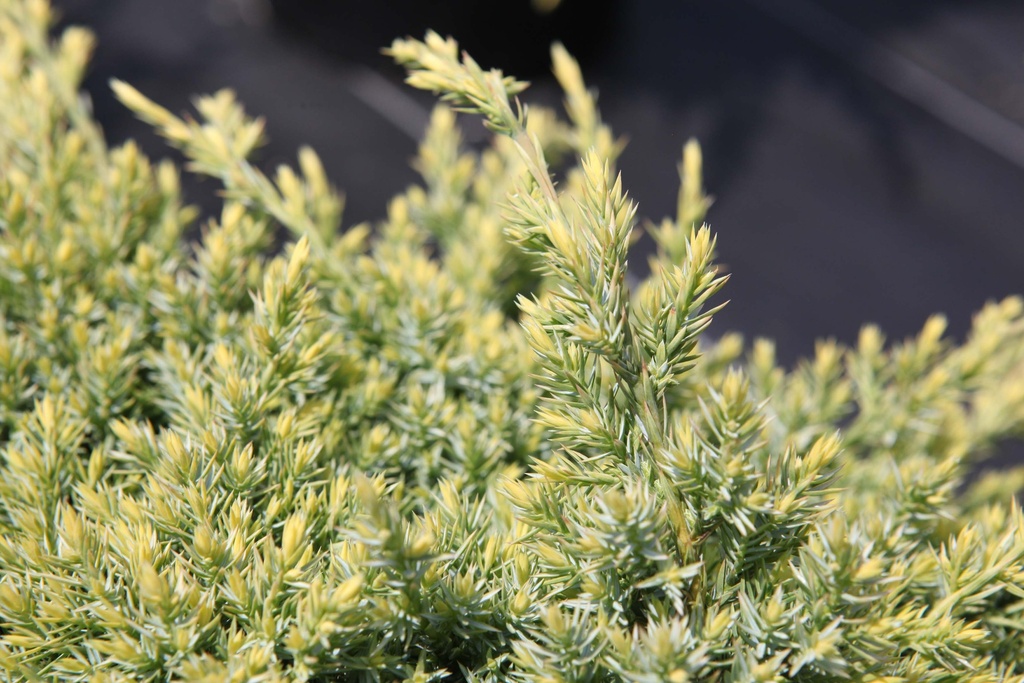 JUNIPERUS SQUAMATA 'HOLGER'
