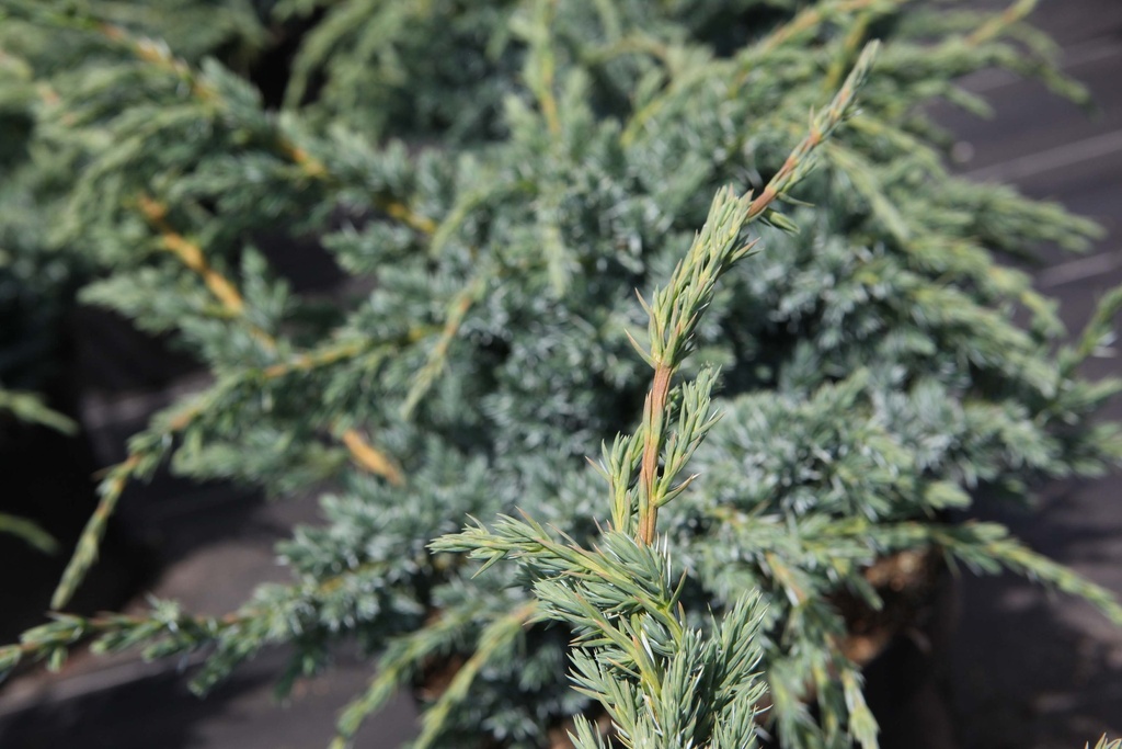 JUNIPERUS SQUAMATA 'MEYERI'