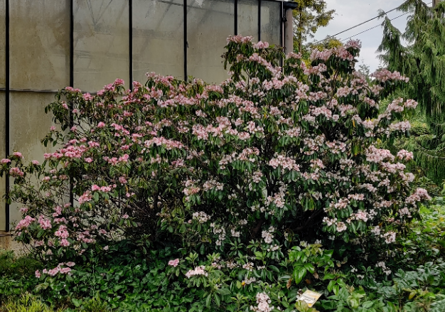 [KLA25] KALMIA LATIFOLIA (Pot 3 litres, 25-30 cm)