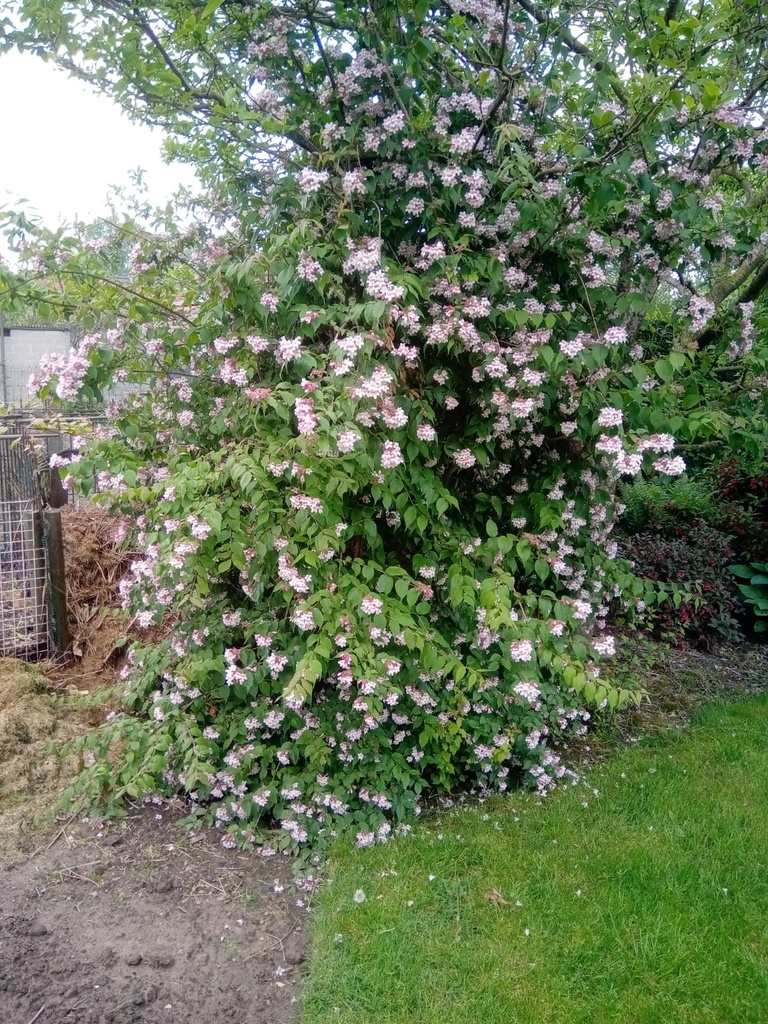 [KAM40] KOLKWITZIA AMABILIS (Pot 3 litres, 40-50 cm)