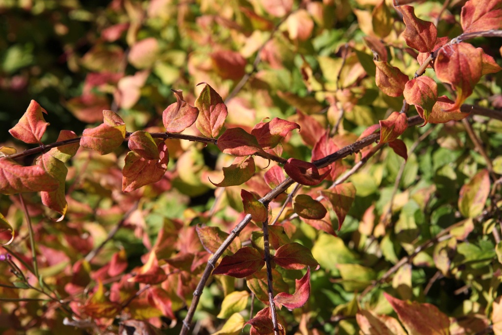 KOLKWITZIA AMABILIS 'MARADCO'