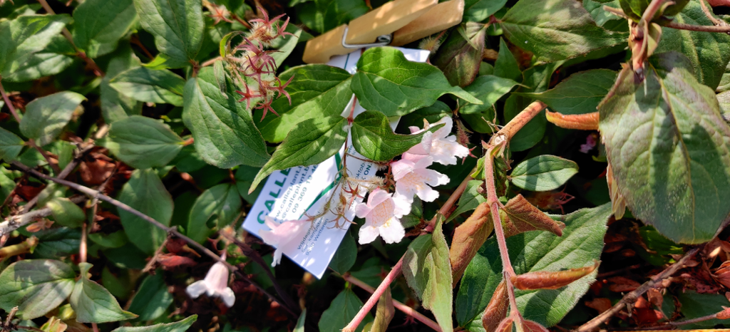 [KAPCL40] KOLKWITZIA AMABILIS 'PINK CLOUD' (Pot 3 litres, 40-50 cm)