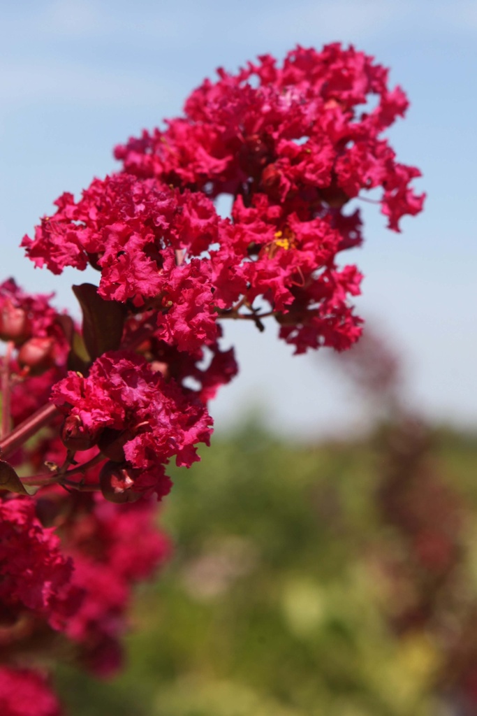 LAGERSTROEMIA INDICA BRAISE D'ÉTÉ