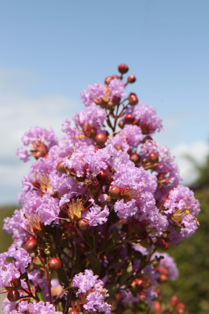 LAGERSTROEMIA INDICA CAMAIEU D'ÉTÉ