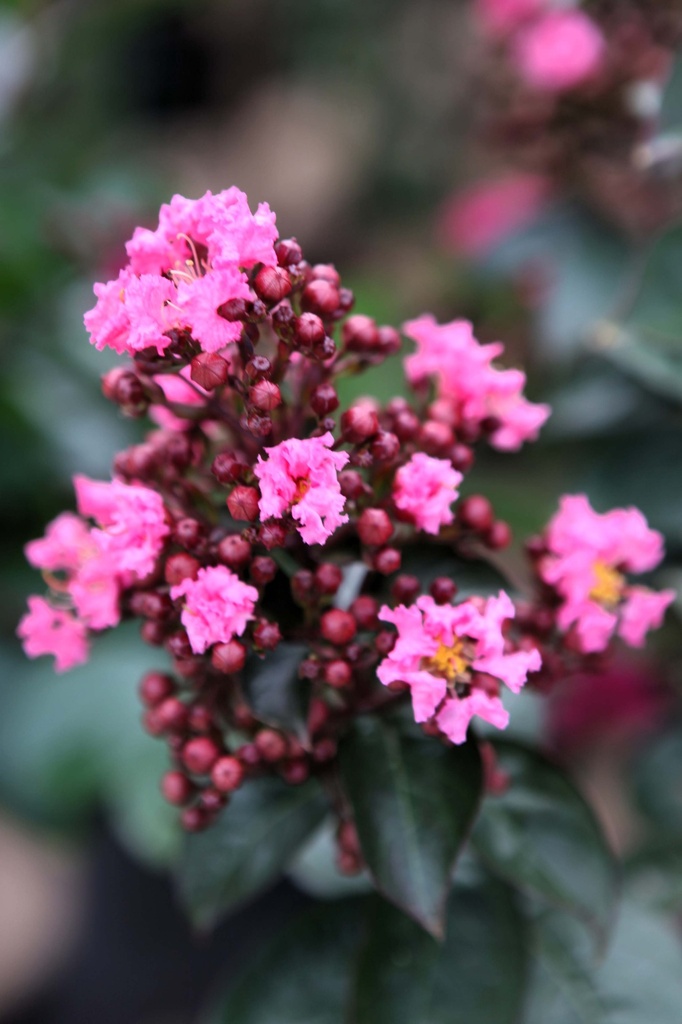 LAGERSTROEMIA INDICA FIRST EDITIONS® 'CORAL MAGIC'