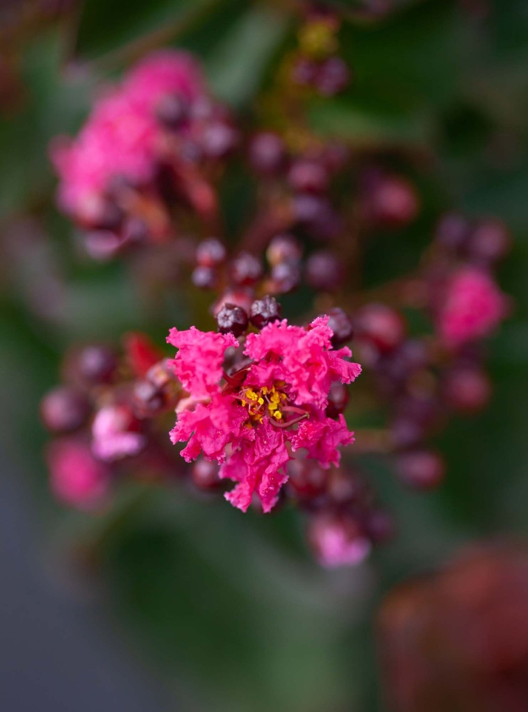 LAGERSTROEMIA INDICA 'PINK VELOUR'