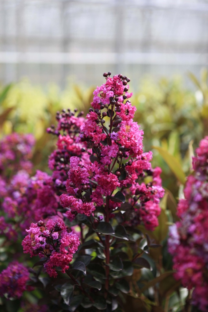 LAGERSTROEMIA INDICA 'RHAPSODY IN BLUE'