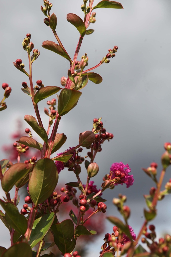 LAGERSTROEMIA INDICA VIOLET D'ÉTÉ
