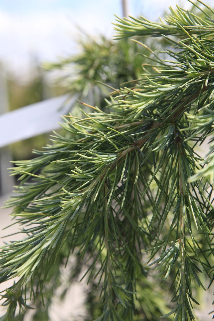LARIX KAEMPF. 'BLUE DWARF'