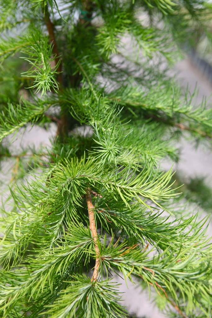 [xx] LARIX KAEMPFERI (Pot, 125-150 cm)