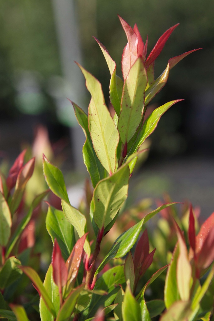 LEUCOTHOE AXILLARIS 'LITTLE FLAMES'