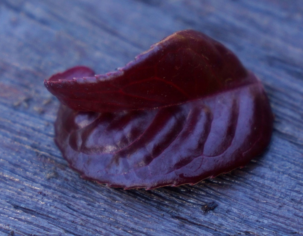 LEUCOTHOE AXILLARIS TWISTING RED
