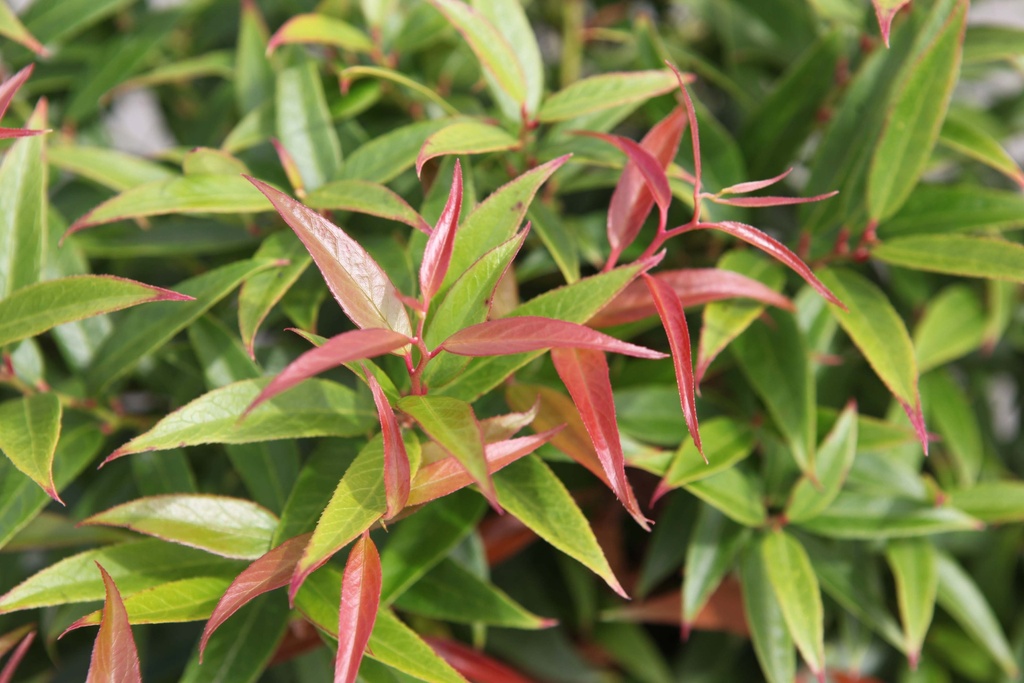 LEUCOTHOE KEISKEI BURNING LOVE