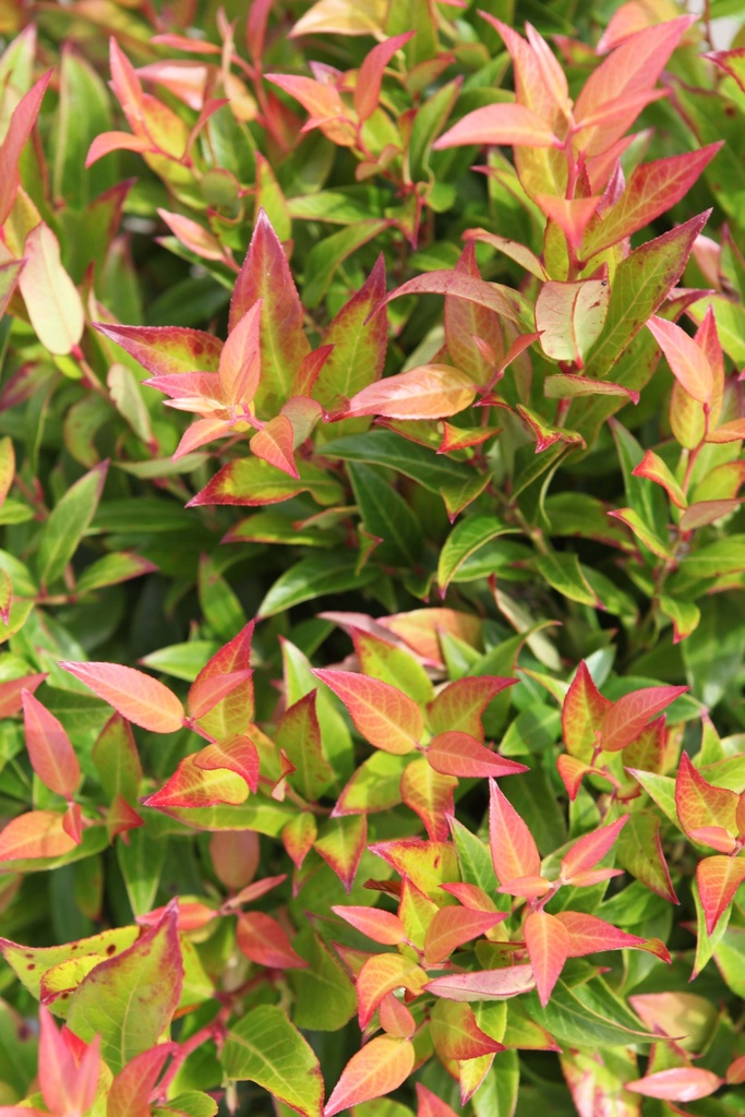 LEUCOTHOE 'SCARLETTA'
