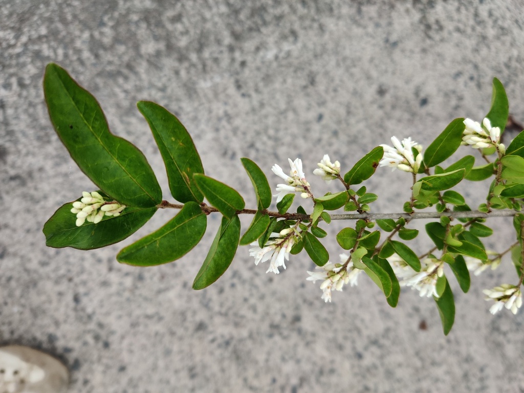 [LOMA40] LIGUSTRUM OBTUSIFOLIUM MASSIF
