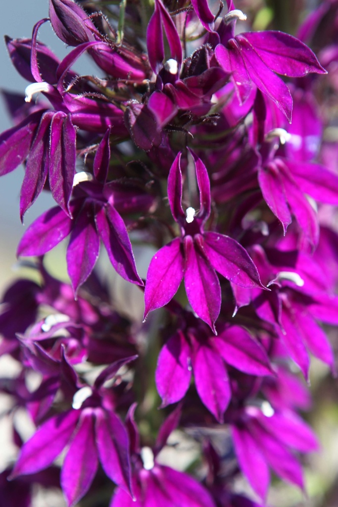 LOBELIA 'HADSPEN PURPLE'