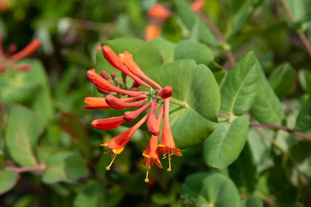 [LDSC3] LONICERA BROWNII 'DROPMORE SCARLET' (Pot 2 liter, 80-100 cm)